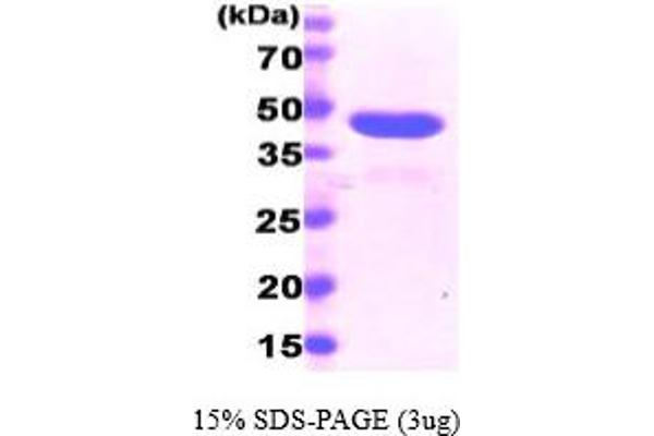 PPID Protein (AA 1-370) (His tag)