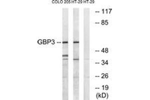 Western Blotting (WB) image for anti-Guanylate Binding Protein 3 (GBP3) (AA 481-530) antibody (ABIN2890374) (GBP3 抗体  (AA 481-530))