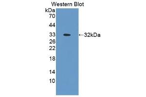 Detection of Recombinant OPN, Mouse using Polyclonal Antibody to Osteopontin (OPN) (Osteopontin 抗体  (AA 138-294))