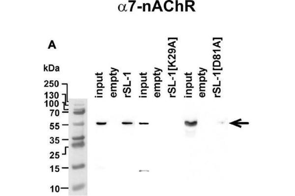 CHRNA7 抗体  (AA 52-259)