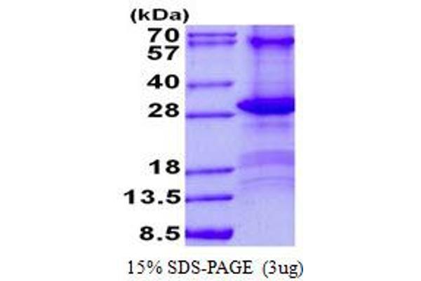 CD84 Protein (CD84) (His tag)