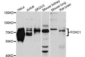 Western blot analysis of extracts of various cell lines, using FOXC1 antibody (ABIN5975815) at 1/1000 dilution. (FOXC1 抗体)
