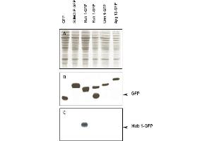 Immunoblot of Hub1 fusion protein. (Hub1 抗体)