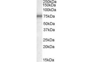 Western Blotting (WB) image for anti-Methylphosphate Capping Enzyme (MEPCE) (AA 666-677) antibody (ABIN490345) (MEPCE 抗体  (AA 666-677))