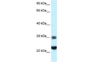 Western Blot showing RPS9 antibody used at a concentration of 1 ug/ml against HepG2 Cell Lysate (RPS9 抗体  (C-Term))