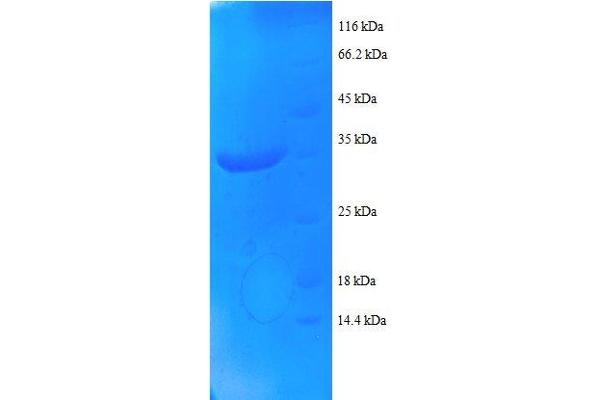 NDUFA1 Protein (AA 1-70, full length) (GST tag)