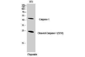 Western Blotting (WB) image for anti-Caspase 1 (CASP1) (Asp210), (cleaved) antibody (ABIN3172727) (Caspase 1 抗体  (Asp210, cleaved))
