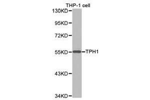 Western Blotting (WB) image for anti-Tryptophan Hydroxylase 1 (TPH1) antibody (ABIN1875176) (Tryptophan Hydroxylase 1 抗体)