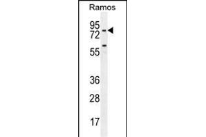 PDE4B Antibody (Center) (ABIN655630 and ABIN2845109) western blot analysis in Ramos cell line lysates (35 μg/lane). (PDE4B 抗体  (AA 189-217))