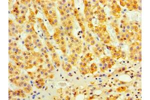 Immunohistochemistry of paraffin-embedded human adrenal gland tissue using ABIN7174912 at dilution of 1:100 (C9orf163 抗体  (AA 1-203))