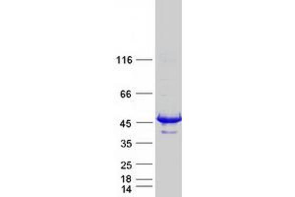 Septin 1 Protein (SEPT1) (Myc-DYKDDDDK Tag)