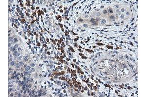 Image no. 1 for anti-Regulator of G-Protein Signaling 16 (RGS16) antibody (ABIN1500690) (RGS16 抗体)