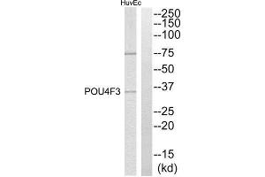 Western Blotting (WB) image for anti-POU Domain, Class 4, Transcription Factor 3 (POU4F3) (C-Term) antibody (ABIN1850515) (POU4F3 抗体  (C-Term))