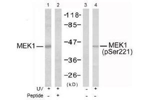 Image no. 1 for anti-Mitogen-Activated Protein Kinase Kinase 1 (MAP2K1) (pSer221), (pSer222) antibody (ABIN196889) (MEK1 抗体  (pSer221, pSer222))