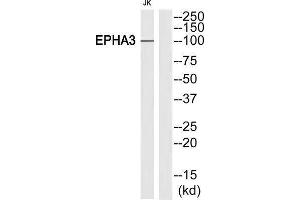 Western Blotting (WB) image for anti-EPH Receptor A3 (EPHA3) antibody (ABIN1848402) (EPH Receptor A3 抗体)
