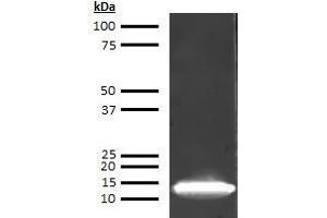 Western Blotting (WB) image for anti-Fatty Acid Binding Protein 1, Liver (FABP1) antibody (Biotin) (ABIN613095) (FABP1 抗体  (Biotin))