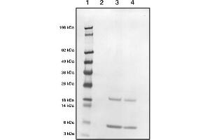 Western blot demonstrating our polyclonal detecting native bovine S100 (P02638, P02639) at 1in2000 dilution (1 = Marker, 2 =Blank, 3 =S100 (3μ), 4=S100 (3μ)) (S100A1 抗体)