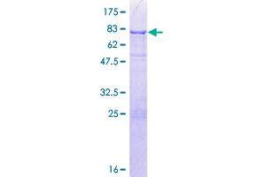 CELF1 Protein (AA 1-483) (GST tag)