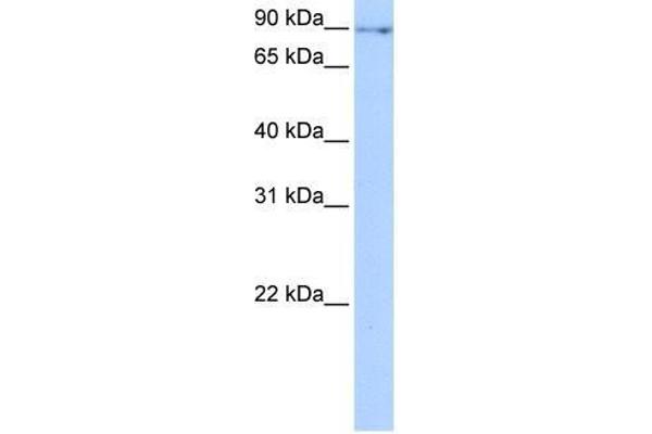 NUFIP2 抗体  (N-Term)