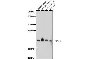 Western blot analysis of extracts of various cell lines, using RPS17 antibody (ABIN7270015) at 1:1000 dilution. (RPS17 抗体  (AA 1-100))