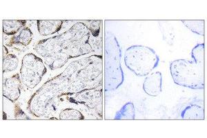 Immunohistochemistry (IHC) image for anti-Fibulin 4 (FBLN4) (Internal Region) antibody (ABIN1851283) (FBLN4 抗体  (Internal Region))