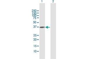 Western Blot analysis of TNNT1 expression in transfected 293T cell line by TNNT1 MaxPab polyclonal antibody. (TNNT1 抗体  (AA 1-251))
