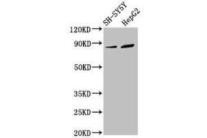 Western Blot Positive WB detected in: SH-SY5Y whole cell lysate, HepG2 whole cell lysate All lanes: DPY19L3 antibody at 3. (DPY19L3 抗体  (AA 587-697))