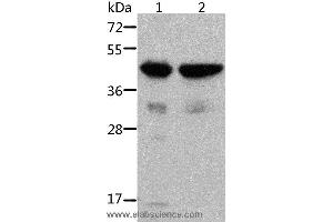 Western blot analysis of Mouse muscle and heart tissue, using ACTA1 Polyclonal Antibody at dilution of 1:500 (Actin 抗体)