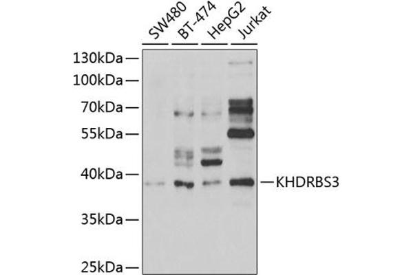 KHDRBS3 抗体  (AA 177-346)