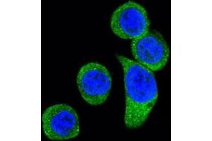 Immunofluorescence (IF) image for anti-Corticotropin Releasing Hormone Receptor 2 (CRHR2) antibody (ABIN3002799) (CRHR2 抗体)