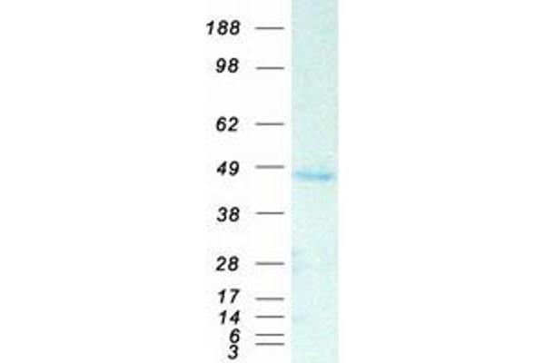 SAV1 Protein (Myc-DYKDDDDK Tag)