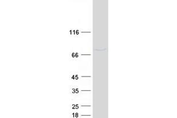 SLU7 Protein (Myc-DYKDDDDK Tag)