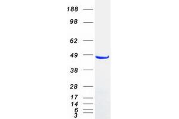 SNX5 Protein (Transcript Variant 2) (Myc-DYKDDDDK Tag)