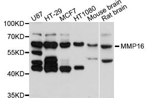 Western blot analysis of extracts of various cell lines, using MMP16 antibody (ABIN5998244) at 1/1000 dilution. (MMP16 抗体)