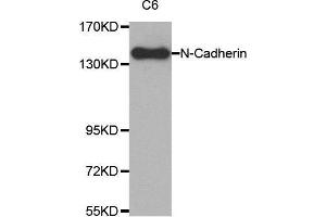Western blot analysis of extracts from C6 cell lysate using N-cadherin antibody. (N-Cadherin 抗体  (AA 750-850))
