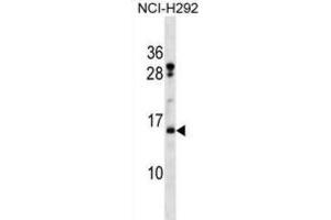 Western Blotting (WB) image for anti-Histone H2B Type 2-F (HIST2H2BF) antibody (ABIN2998663) (HIST2H2BF 抗体)