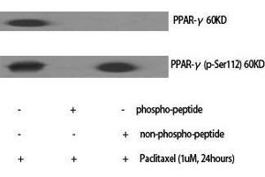 Western Blot (WB) analysis of specific cells using Phospho-PPAR-gamma (S112) Polyclonal Antibody. (PPARG 抗体  (pSer112))