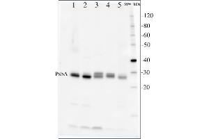 Image no. 1 for anti-D1 Protein of PSII, (PsbA) (C-Term) antibody (ABIN93523) (D1 Protein of PSII, (PsbA) (C-Term) 抗体)