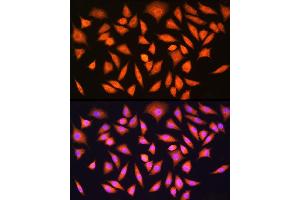 Immunofluorescence analysis of L929 cells using [KO Validated] HINT1 Rabbit pAb  at dilution of 1:100 (40x lens). (HINT1 抗体  (AA 1-126))