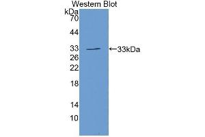 Western Blotting (WB) image for anti-Growth Differentiation Factor 11 (GDF11) (AA 138-386) antibody (ABIN1858985) (GDF11 抗体  (AA 138-386))