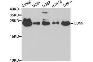 CD99 抗体  (AA 23-185)