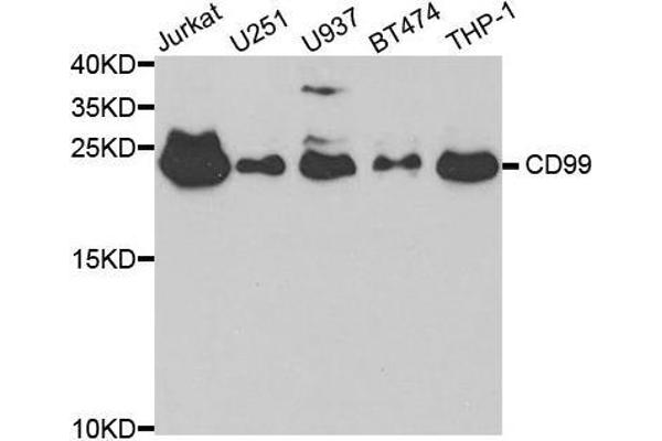 CD99 抗体  (AA 23-185)