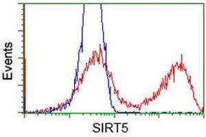 Flow Cytometry (FACS) image for anti-Sirtuin 5 (SIRT5) antibody (ABIN1500933) (SIRT5 抗体)