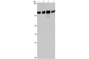 Western Blotting (WB) image for anti-Golgin A2 (GOLGA2) antibody (ABIN2423554) (Golgin A2 (GOLGA2) 抗体)
