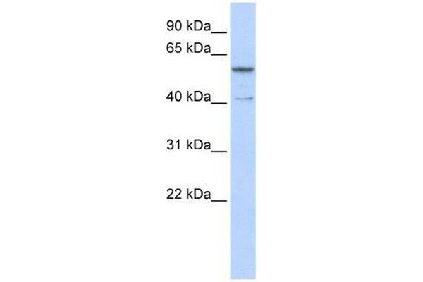 ZNF284 抗体  (C-Term)