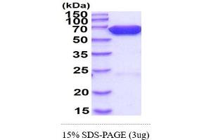 Luciferase Protein (AA 1-550) (His tag)