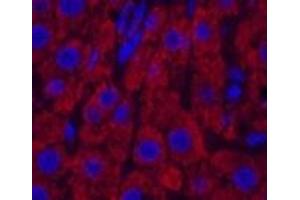 Immunofluorescence analysis of Rat liver tissue using CYCS Monoclonal Antibody at dilution of 1:200. (Cytochrome C 抗体)