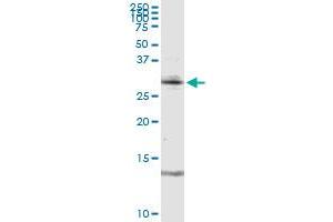 RAG2 MaxPab rabbit polyclonal antibody. (RAG2 抗体  (AA 1-527))