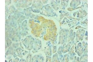 Immunohistochemical of paraffin-embedded human pancreas using ABIN7151798 at dilution of 1:200 (ENO2/NSE 抗体)