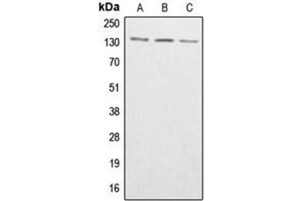 ABL1/2 抗体  (C-Term, pTyr393, pTyr439)